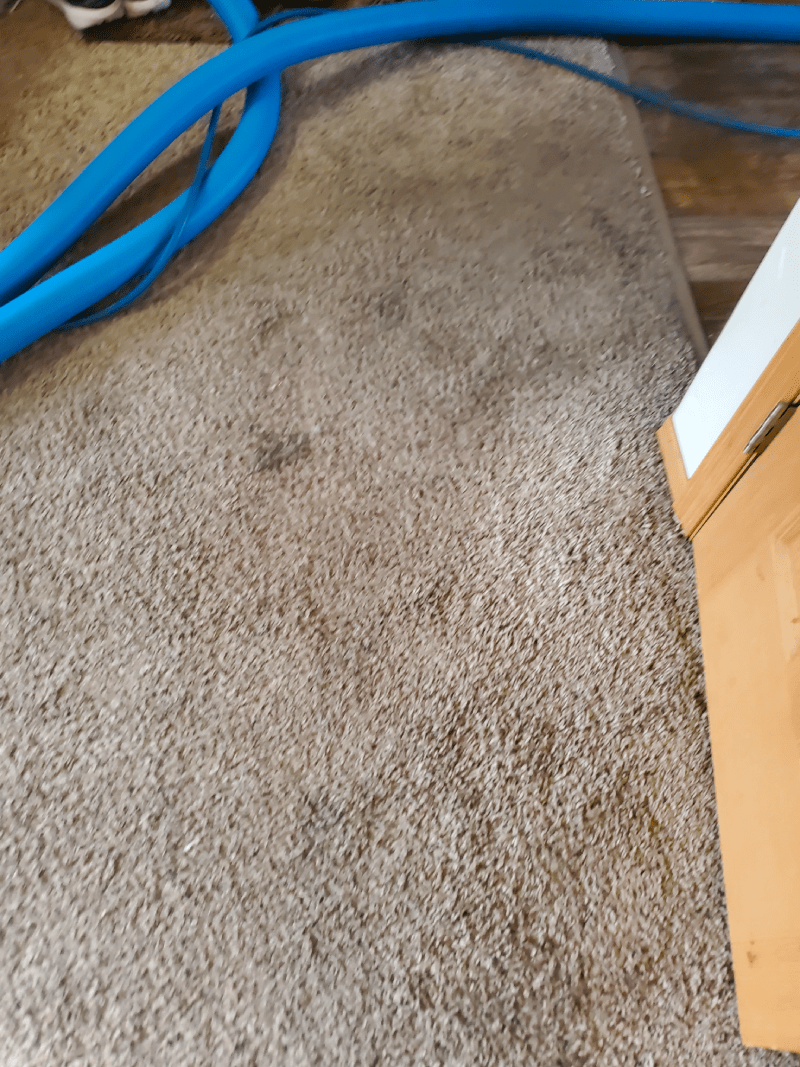 Carpet cleaned with the extraction hose still run into the room